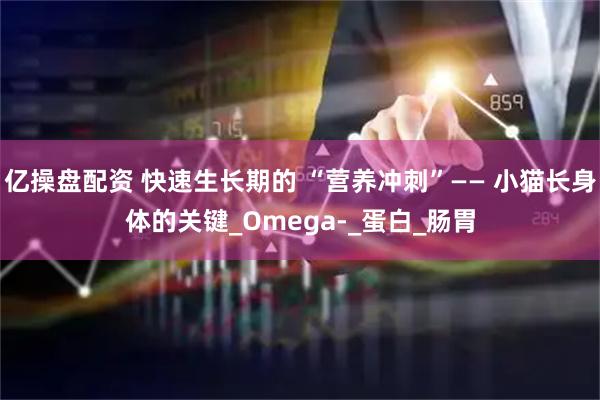 亿操盘配资 快速生长期的 “营养冲刺”—— 小猫长身体的关键_Omega-_蛋白_肠胃