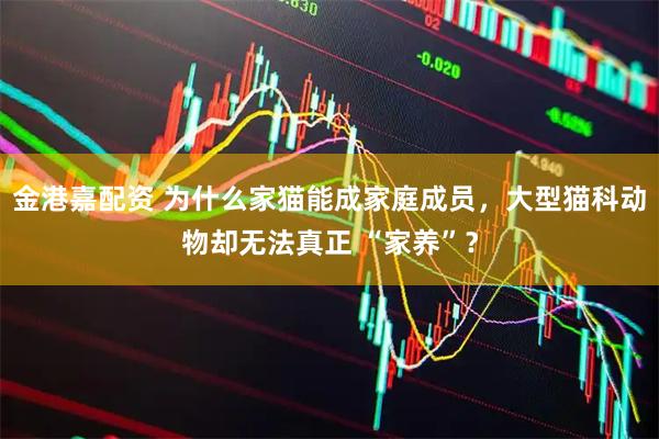 金港嘉配资 为什么家猫能成家庭成员，大型猫科动物却无法真正 “家养”？